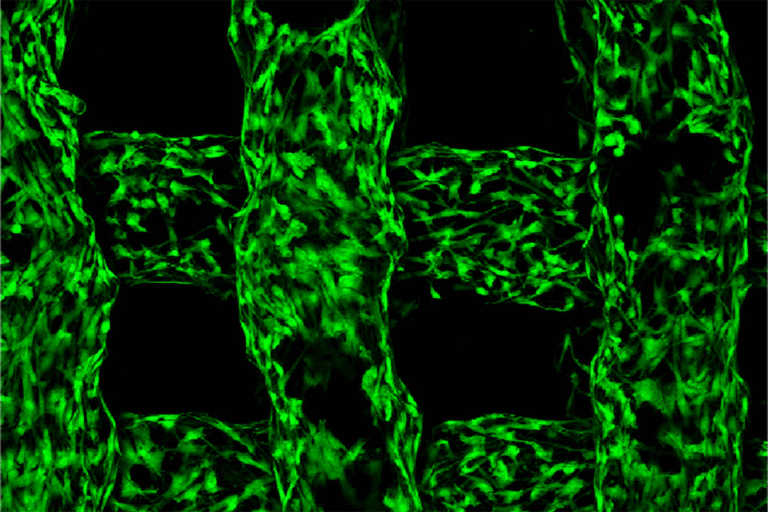 From Nature to Innovation